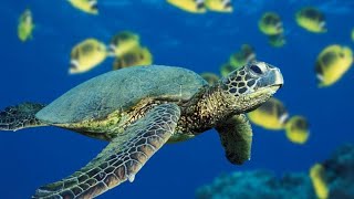 Sea turtle caretta caretta eat lettuce in aquarium 2021 [upl. by Budge]