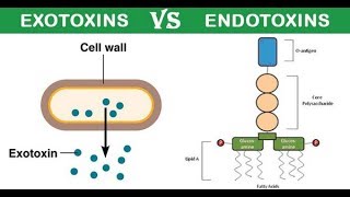 Exotoxin and Endotoxin DR ABDELRAHAMAN ATTIYA [upl. by Magnuson824]