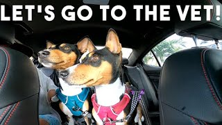 Taking our Basenjis to the vet  Zinga and Zulu  Basenji Adventures [upl. by Mavis]