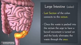 Introduction to the Digestive System in 6 Minutes [upl. by Hough]