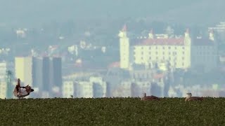 BRATISLAVA mesto uprostred prírody Slovensko 2016 52 min réžia Branislav Molnár [upl. by Atews]