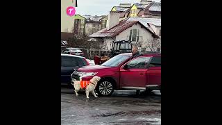 Guide dog bravely halts traffic for owner shorts [upl. by Aryamo578]