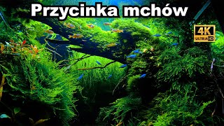 Przycinka mchów [upl. by Onairda]