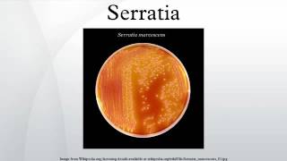 Serratia [upl. by Ydaf388]