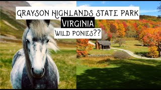 Grayson Highlands State Park  Why does it have wild ponies Mouth of Wilson Virginia [upl. by Aneeuq]