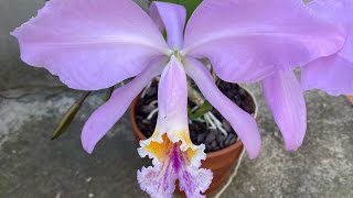 Цветение Sobralia decora Cattleya mossiae yellow lip x coerulea Pablo [upl. by Elwood280]