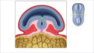 Neurulação em português  Terceira semana do desenvolvimento embrionário [upl. by Lecrad763]