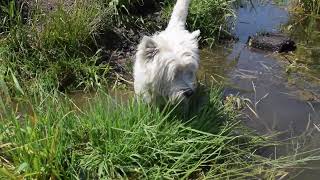 West Highland White Terrier Westie Bobby With Alpha [upl. by Dorweiler]