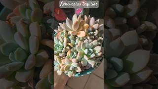 Echeverias tequilas💞🥰unshortunamaceta [upl. by Euphemia]