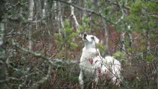 Villi Pohjola  DVD trailer 2012 HD 1080  Wild North hunting video [upl. by Amorette259]