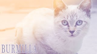 Ideal Companion Burmilla  Cat Breeding Videos [upl. by Leoj]