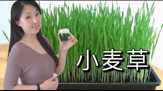 【芽苗菜】12天种出小麦草 麦草苗和小麦草汁  小麥草如何種植  how to grow wheatgrass at home only 12 days to harvest [upl. by Ivets]