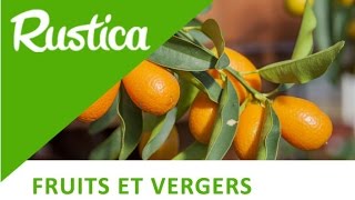 Kumquats et limequats [upl. by Noakes]