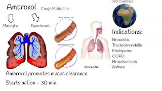 Ambroxol  Uses mechanism of action Most popular cough medication [upl. by Sholem]