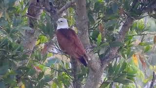 Brahminy Kite Nesting [upl. by Udela]