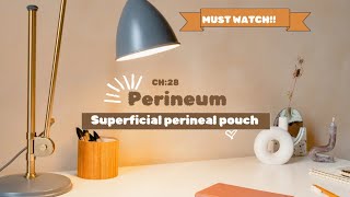 perineum superficial perineal pouch easiest explanation [upl. by Bekaj]