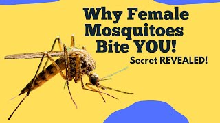 Why Female Mosquitoes Bite YOU The Secret Life REVEALED 2024 [upl. by Corette606]