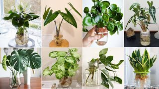 47 Indoor Plants in Vases to grow  Indoor Plants to grow in Water  Plant and Planting [upl. by Llorre]