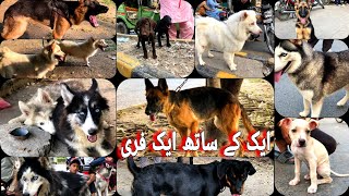 Lahore dog market sunday 23 september  dogs price today tollington marketDogs mandiDog videos [upl. by Nnylarak255]