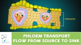 PHLOEM TRANSPORT FLOW FROM SOURCE TO SINK PART 02 [upl. by Hakeber494]