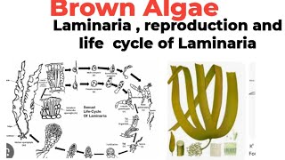 BScMScBrown AlgaeLaminariaplant body reproductionand life cycle [upl. by Hayila]