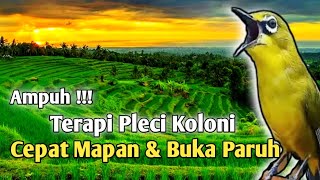 Terapi Pleci Koloni Cepat Ngalas Buka Paruh  Simulasi Lomba Pleci terapipleci pleci pcmi [upl. by Hairacaz]