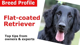 Flatcoated Retriever Dog Breed Guide [upl. by Gunning550]