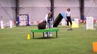 Dog agility [upl. by Childers]