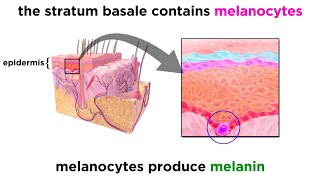 The Integumentary System [upl. by Onaivatco658]