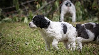 The Importance of Ear Cleaning for Brittany Dogs [upl. by Bushey]