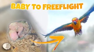 FROM BABY TO FREEFLIGHT SUN CONURE [upl. by Adaj]