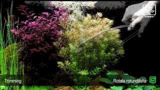 Rotala rotundifolia [upl. by Sontag]