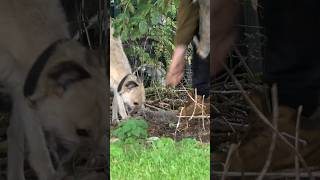 2 in 10seconds ferreting rabbiting hunting lurcher workingdogs rabbitexpress [upl. by Dnomsad]