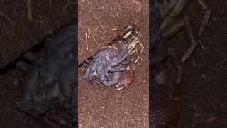 Watch this scorpion molteducational timelapse scorpion animals molting [upl. by Livy241]