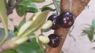 frutífera produzindo em vaso jabuticaba 9000 grumixama achachairu boliviano enxerto 8000 carambola [upl. by Karon98]