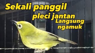 pleci betina birahi memanggil jantan pleci jantan langsung gacor [upl. by Yr]