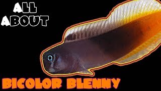 All About The Bicolor Blenny [upl. by Chico]