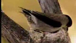 How birds camouflage their nests  David Attenborough  BBC wildlife [upl. by Aggri]