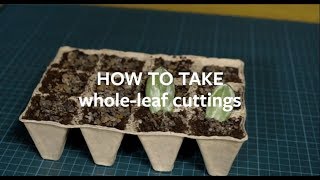 How to propagate houseplants using wholeleaf cuttings  Grow at Home  Royal Horticultural Society [upl. by Kitti]