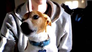 Jack Russell Terrier Singing Summertime [upl. by Hakan698]