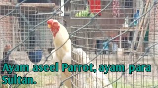 Ayam Aseel Parrot Siapa yang tidak ingin Memilikinya [upl. by Kerrin549]