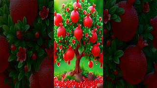 easy and fast method to grow and plant pomegranate fruit trees from seeds gardening [upl. by Hewett229]