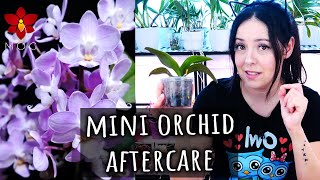 Mini Phalaenopsis After Care  Cutting flower spikes amp watering  Orchid Care for Beginners [upl. by Gustaf]