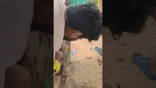 Trees cutting 🌲 telugu chainsaw [upl. by Notxap]