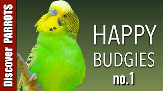 Happy Budgies 1  Budgerigar Sounds to Play for Your Parakeets  Discover PARROTS [upl. by Enitnatsnoc217]