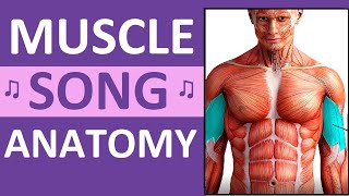 Major Muscle Song Anatomy Mnemonics Location Action Name of Muscles [upl. by Armstrong]