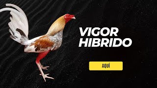 Descubre el Vigor Híbrido La CLAVE para Gallos Más FUERTES y SALUDABLES [upl. by Elly]