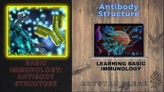 Antibody structure and function  Genesis academy [upl. by Tnirb]