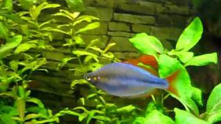 Diamant Regenbogenfisch  Rainbowfish [upl. by Osbert]