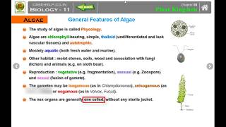 Ch3 Plant Kingdom Part 1 Algae Class 11th Biology explained in Hindi [upl. by Leiru642]